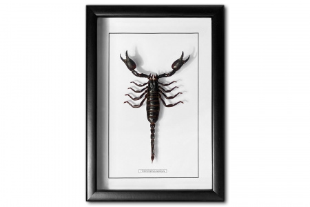  Heterometrus laoticus (large) в багетной рамке 201