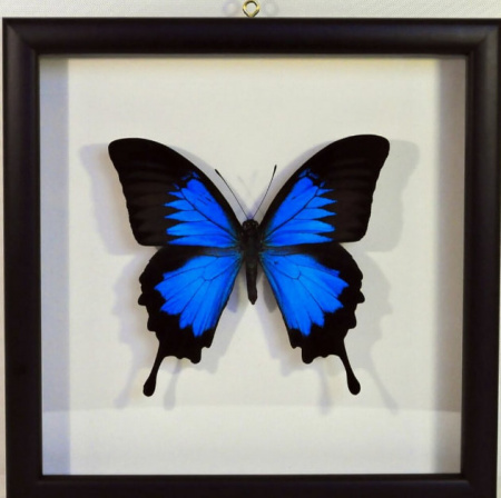 Papilio ulysses в багетной рамке 1